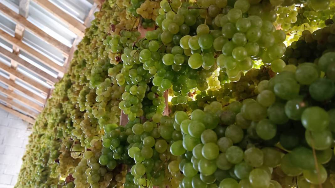 Konya’da yüz yıllardır süren bir gelenek: Üzüme farklı bir lezzet katıyor 11